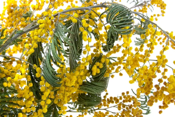 ミモザ植物の枝 — ストック写真