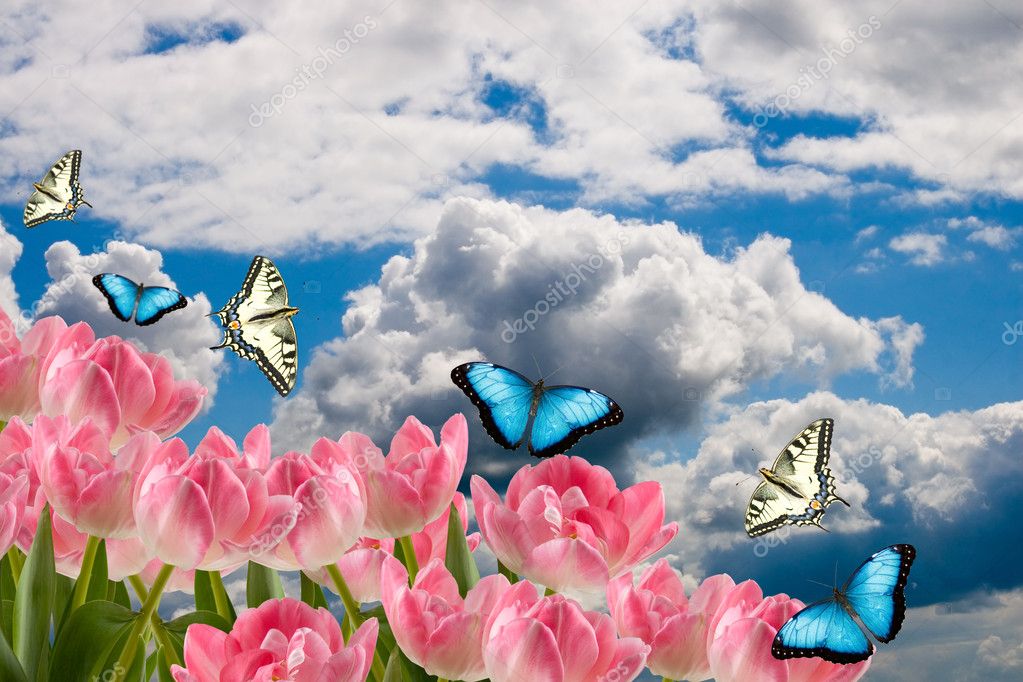 Spring Flowers & Butterfly