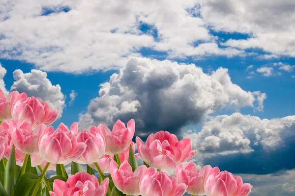 Schöne Rosa Tulpen Vor Bewölktem Himmel — Stockfoto