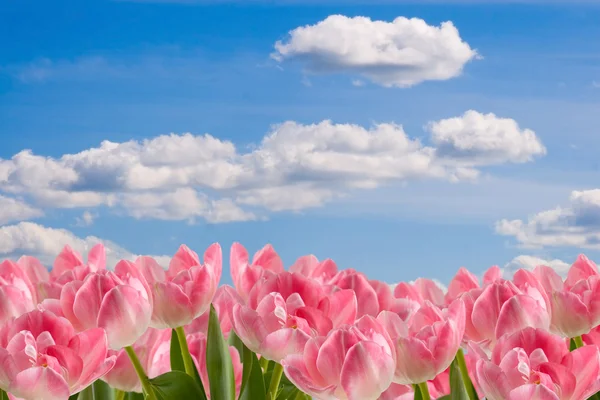 多云的天空的美丽粉红郁金香 — 图库照片