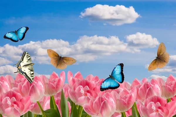 Σύνθεση από Ανοιξιάτικα λουλούδια και πεταλούδες — Φωτογραφία Αρχείου