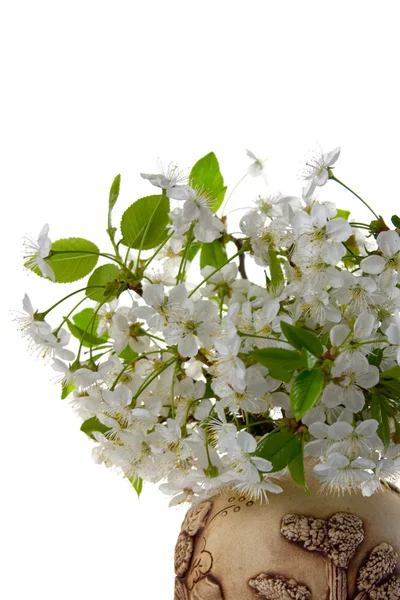 Bouquet Cherry Blossoms Vase White Background — Stock Photo, Image