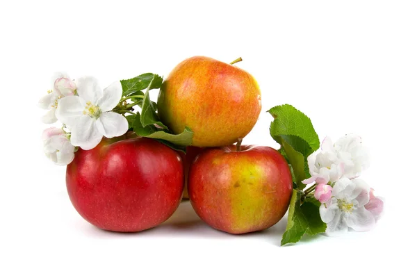 stock image Ripe red apples and apple-tree blossoms on a white background