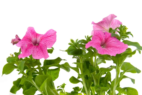 Rózsaszín Petunia Elszigetelt Fehér Background — Stock Fotó