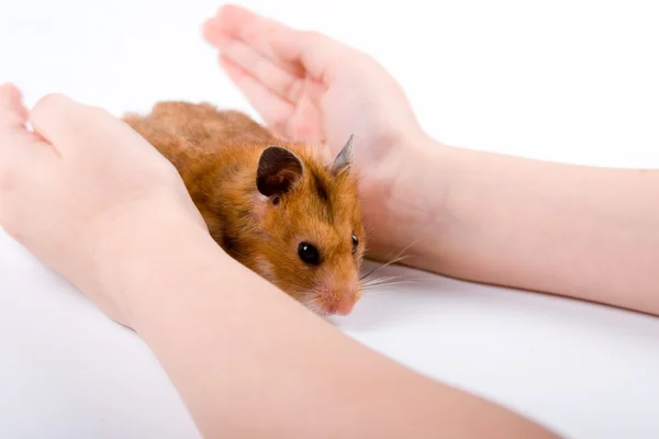 Hamster in de hand — Stockfoto