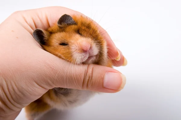 Hamster Hand Een Witte Achtergrond — Stockfoto