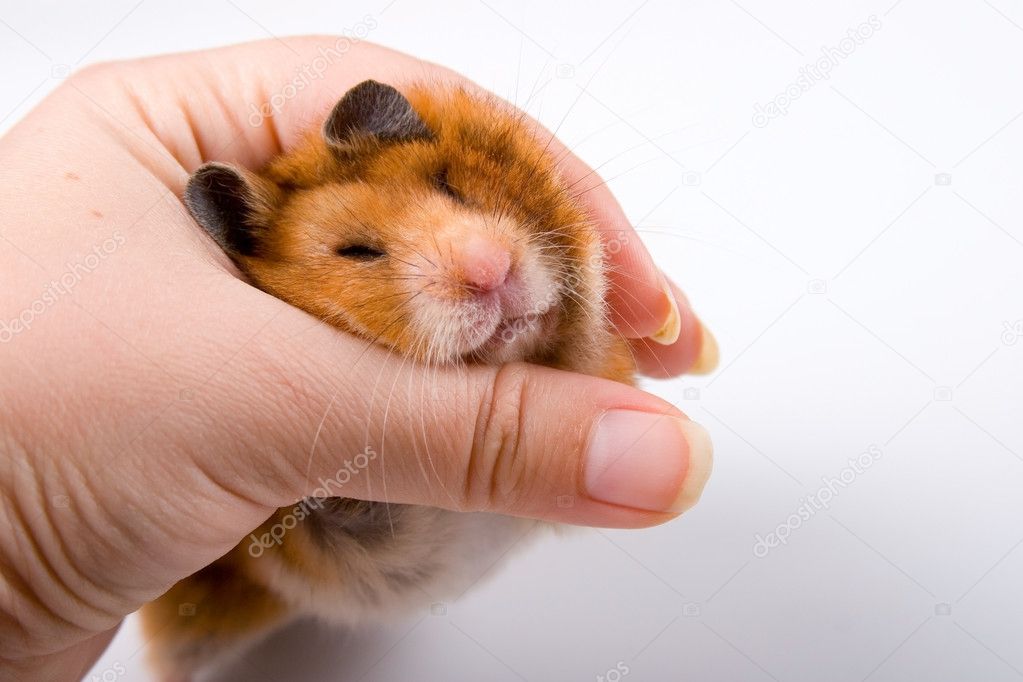 Hamster in hand — Stock Photo © Enika100 #4806600