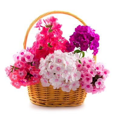 Bouquet of phloxes clipart