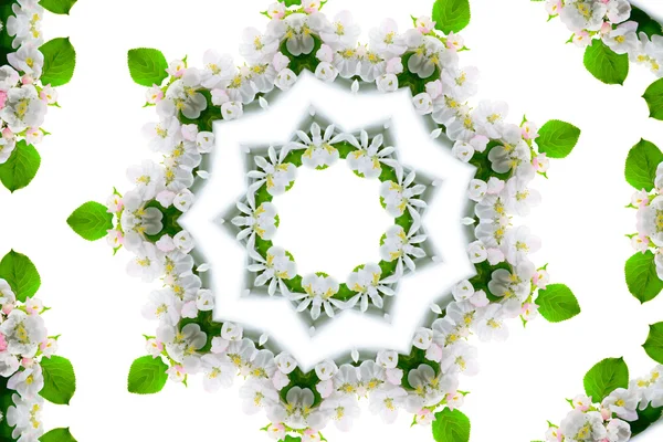 Kaleidoskop Jabloň Květy Bílém Pozadí — Stock fotografie