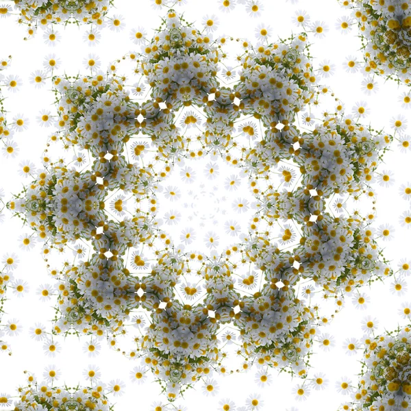Kaleidoscope Chamomiles Isolated White Background — Stock Photo, Image