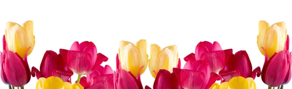 Bordure Tulipes Isolées Sur Fond Blanc — Photo