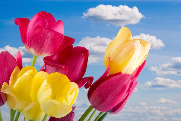 Hermosos tulipanes rosados y amarillos — Foto de Stock