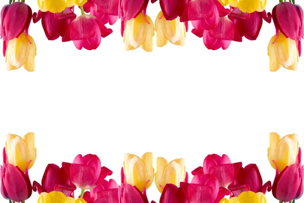 Border Tulips Isolated White Background — Stock Photo, Image