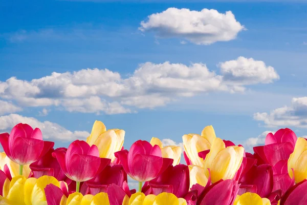 Rózsaszín és sárga tulipánok — Stock Fotó