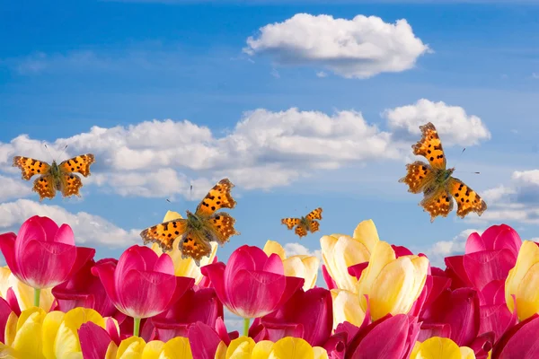 Bahar çiçekleri ve kelebekler — Stok fotoğraf