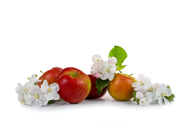 stock image Ripe red apples and apple-tree blossoms