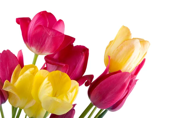 Buket tulip — Stok Foto