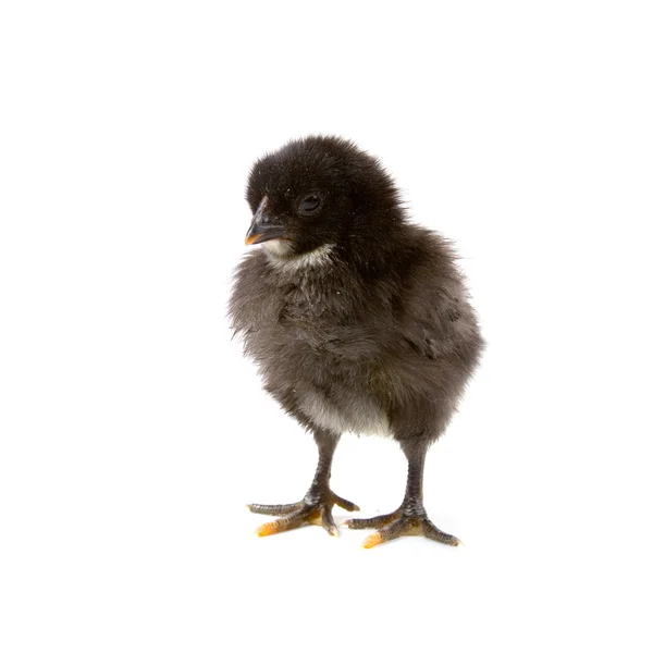 Schwarzes Huhn Isoliert Auf Weißem Hintergrund — Stockfoto