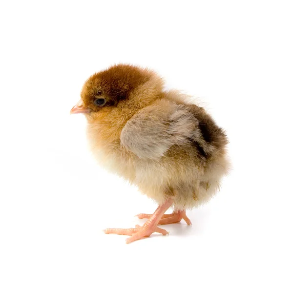Kahverengi Tavuk Beyaz Arka Planda Izole Edilmiş — Stok fotoğraf