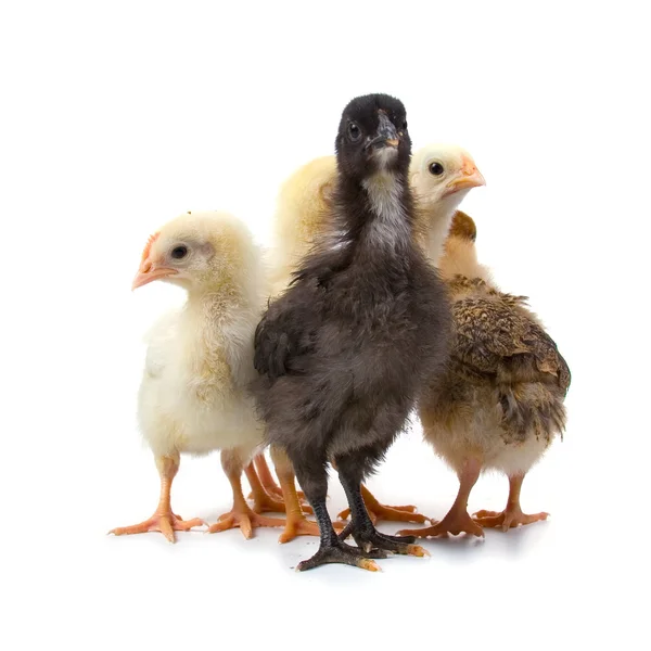 Kippen Geïsoleerd Een Witte Achtergrond — Stockfoto