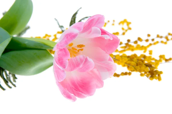Bukiet Mimozy Tulipany Białym Tle — Zdjęcie stockowe