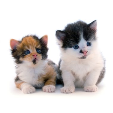 küçük yavru kedi
