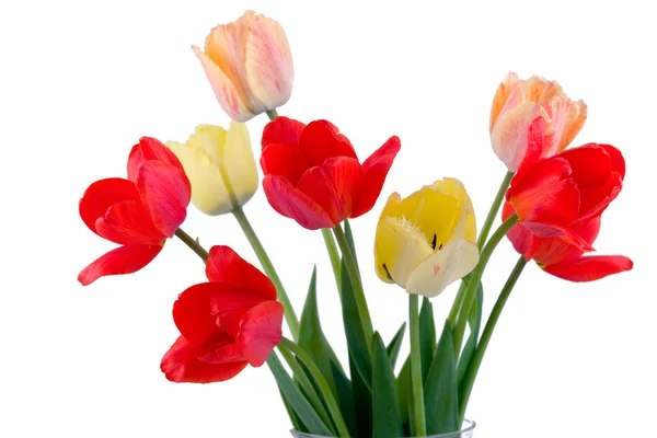 Ramo Tulipanes Aislados Sobre Fondo Blanco —  Fotos de Stock