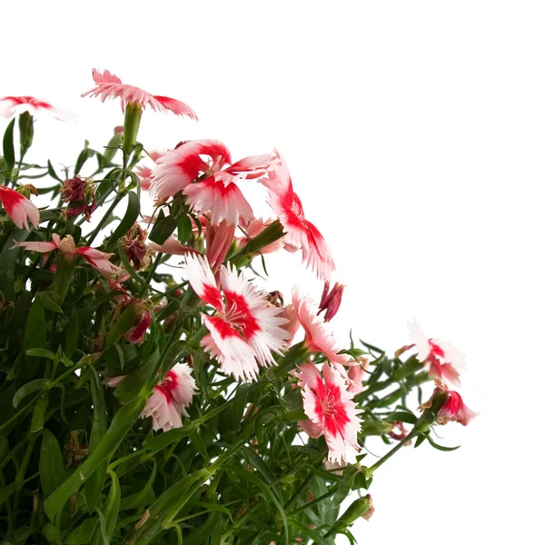 白い背景で隔離の美しい花 — ストック写真