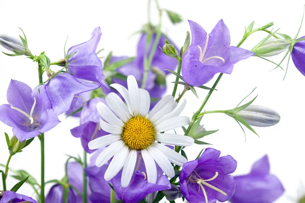 Heřmánek Campanulas Bílém Pozadí Letní Květiny — Stock fotografie