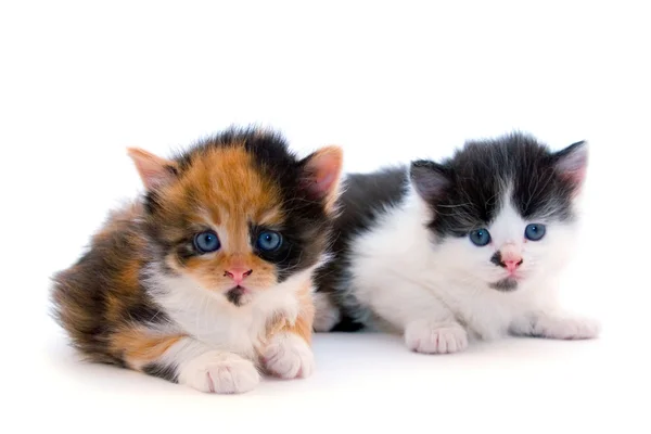 Little Kittens Isolated White Background — Stock Photo, Image