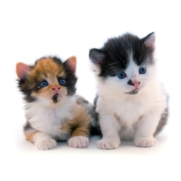 Крихітних кошенят — стокове фото