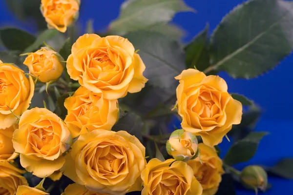 青色の背景に美しい黄色のバラ — ストック写真