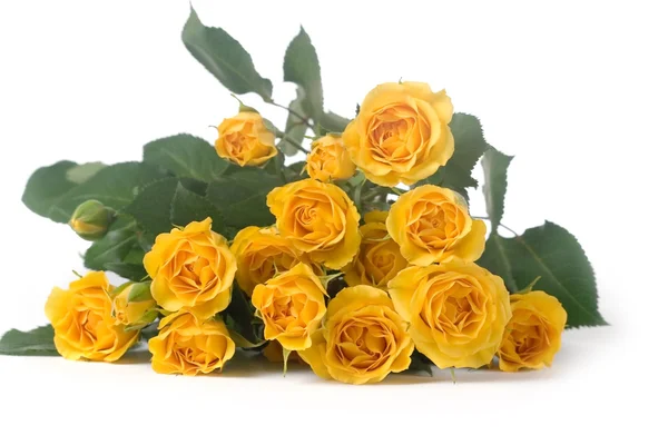 白い背景で隔離美しい黄色のバラ — ストック写真