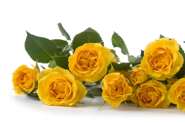 Hermosas Rosas Amarillas Aisladas Sobre Fondo Blanco —  Fotos de Stock