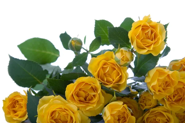 Mooie gele rozen — Stockfoto