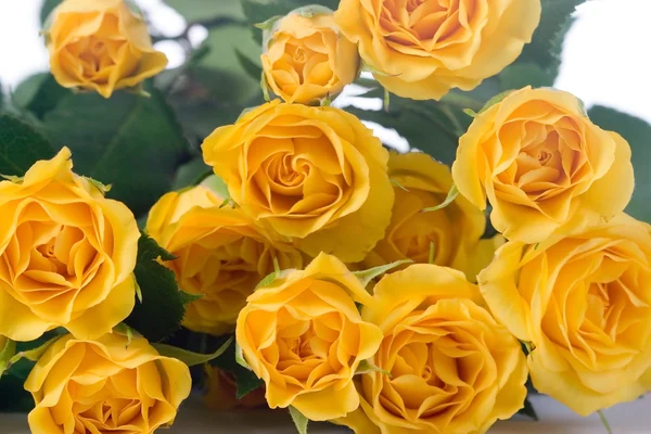 Красиві жовті троянди — стокове фото