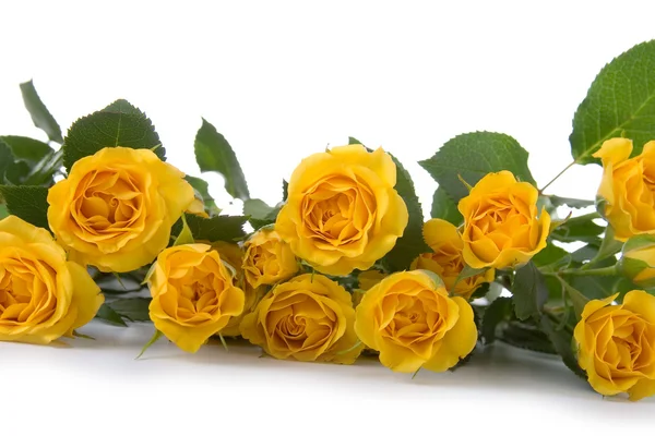 Krásné žluté růže — Stock fotografie
