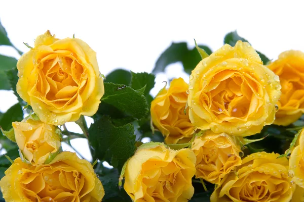 Beautiful yellow roses — Stock Photo, Image