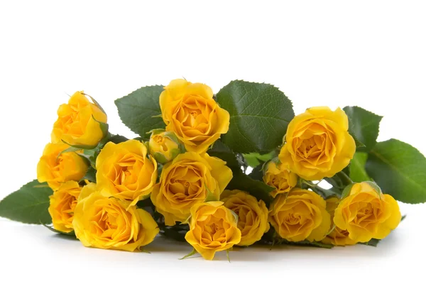 Hermosas rosas amarillas —  Fotos de Stock