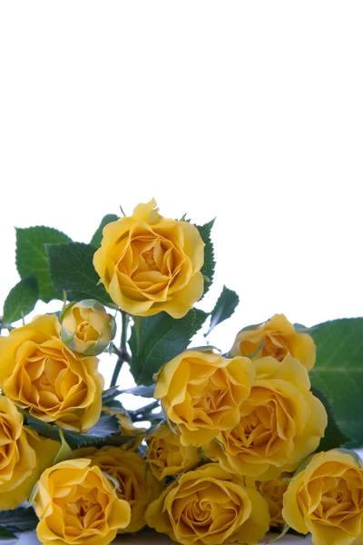 Piękne żółte róże — Zdjęcie stockowe