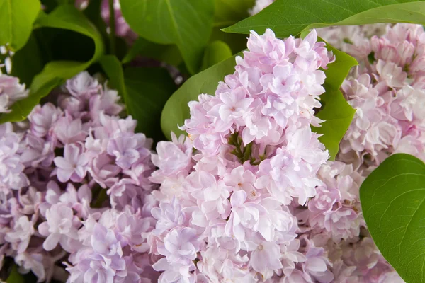 Lilac Boeket — Stockfoto