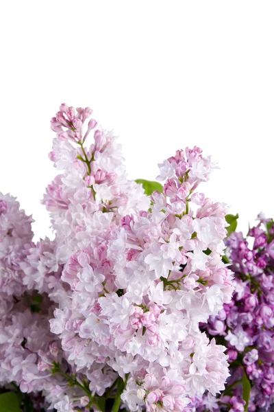 Lilac bouquet — Stock Photo, Image