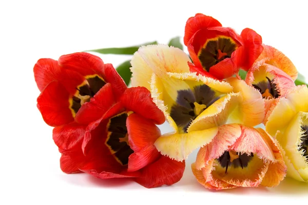 Boeket van de lente bloemen — Stockfoto