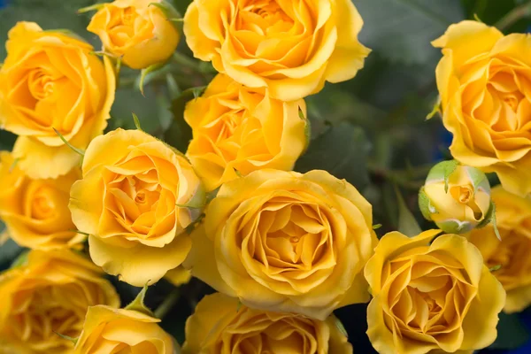 Gyönyörű, sárga Rózsa — Stock Fotó