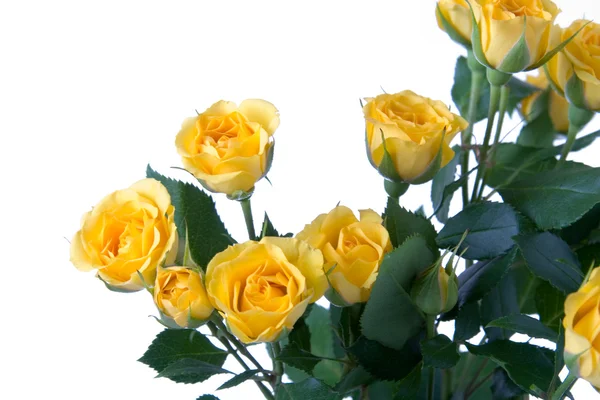 Kauniita keltaisia ruusuja — kuvapankkivalokuva