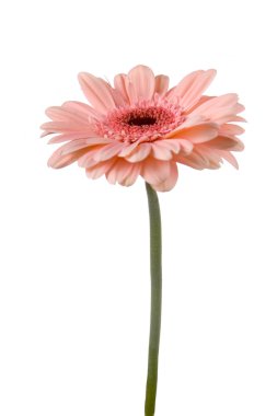 pembe gerbera