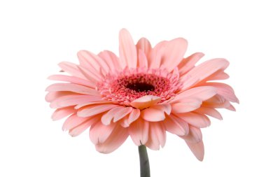 pembe gerbera