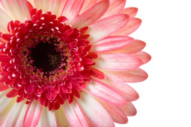 pembe gerbera