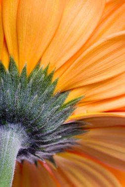 gerbera turuncu yakın çekim