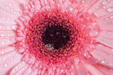 pembe gerbera yakın çekim